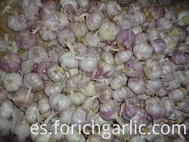 Different Sizes Fresh Normal White Garlic